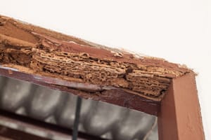 Kayu Bekas di Halaman Bisa Menjadi Sumber Rayap Masuk ke Rumah
